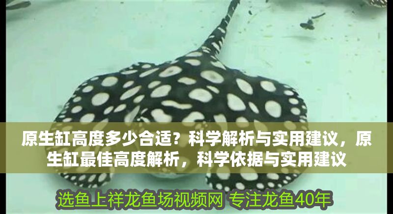 原生缸高度多少合適？科學解析與實用建議，原生缸最佳高度解析，科學依據與實用建議
