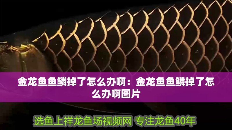金龍魚魚鱗掉了怎么辦啊：金龍魚魚鱗掉了怎么辦啊圖片