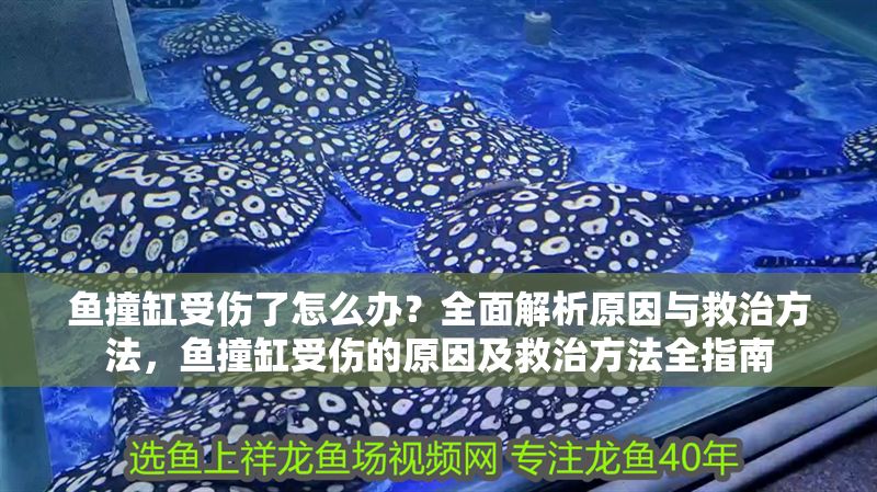 魚撞缸受傷了怎么辦？全面解析原因與救治方法，魚撞缸受傷的原因及救治方法全指南