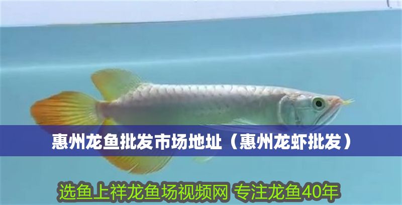 惠州龍魚批發(fā)市場地址（惠州龍蝦批發(fā)）
