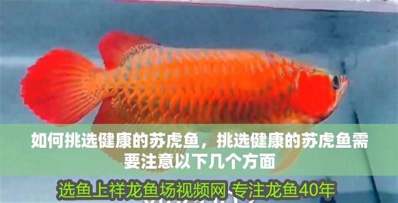 如何挑選健康的蘇虎魚，挑選健康的蘇虎魚需要注意以下幾個方面