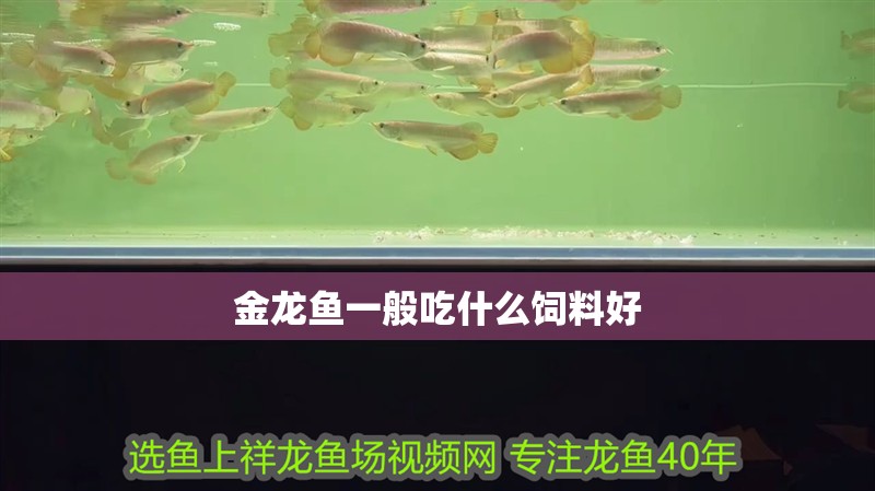 金龍魚一般吃什么飼料好