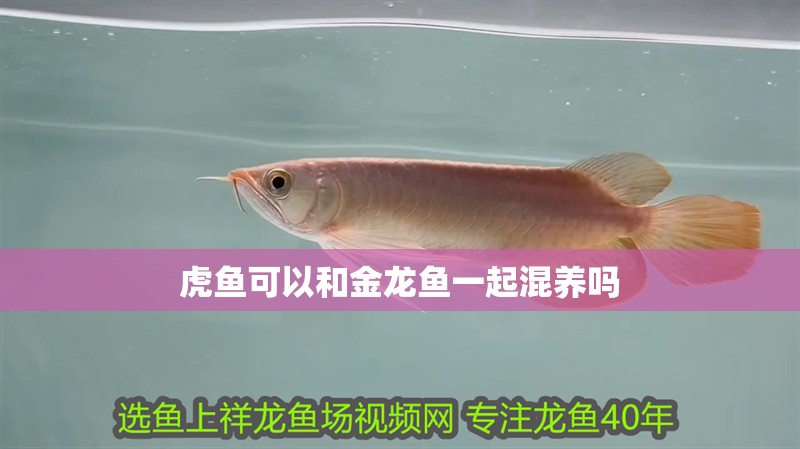 虎魚可以和金龍魚一起混養嗎