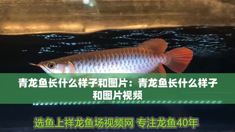青龍魚長什么樣子和圖片：青龍魚長什么樣子和圖片視頻