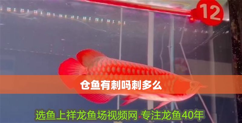 倉魚有刺嗎刺多么 魟魚百科 第2張 倉魚有刺嗎刺多么 倉魚有刺嗎刺多么 魟魚百科 第2張