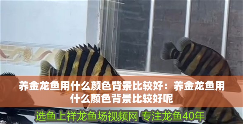 養金龍魚用什么顏色背景比較好：養金龍魚用什么顏色背景比較好呢