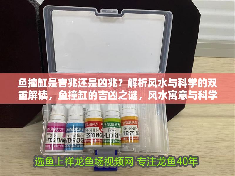 魚(yú)撞缸是吉兆還是兇兆？解析風(fēng)水與科學(xué)的雙重解讀，魚(yú)撞缸的吉兇之謎，風(fēng)水寓意與科學(xué)原因全解析