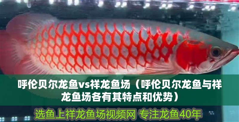 呼倫貝爾龍魚vs祥龍魚場（呼倫貝爾龍魚與祥龍魚場各有其特點和優(yōu)勢） 呼倫貝爾龍魚vs祥龍魚場（呼倫貝爾龍魚與祥龍魚場各有其特點和優(yōu)勢） 全國水族館企業(yè)名錄 第1張