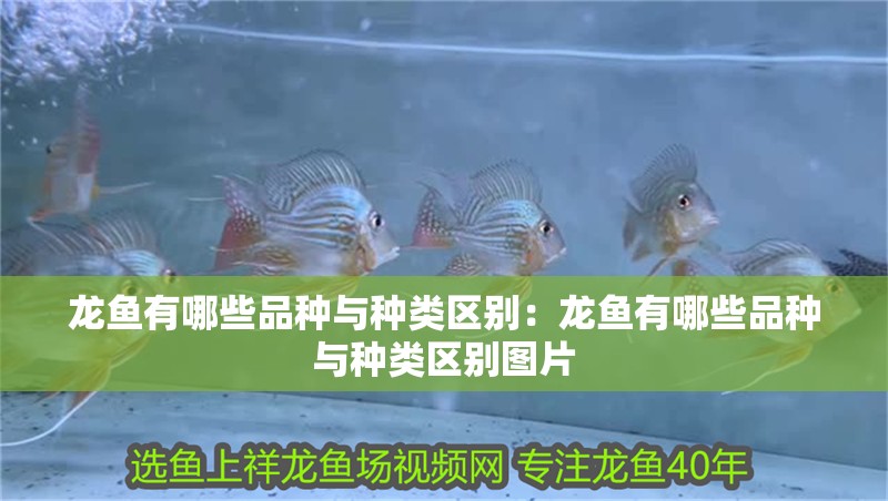 龍魚有哪些品種與種類區(qū)別：龍魚有哪些品種與種類區(qū)別圖片
