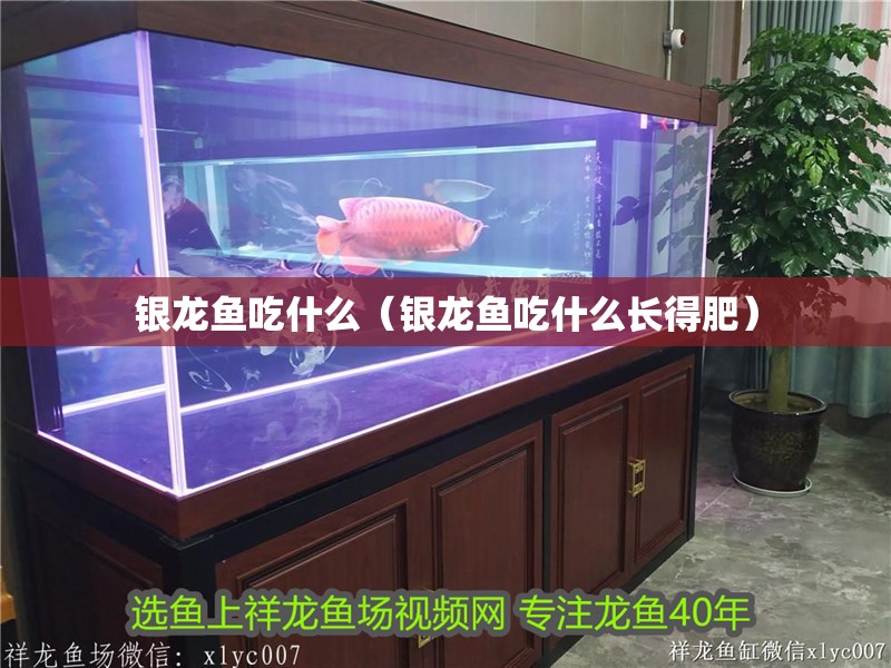 銀龍魚吃什么（銀龍魚吃什么長得肥）