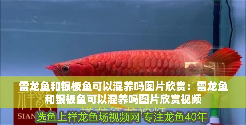 雷龍魚和銀板魚可以混養嗎圖片欣賞：雷龍魚和銀板魚可以混養嗎圖片欣賞視頻