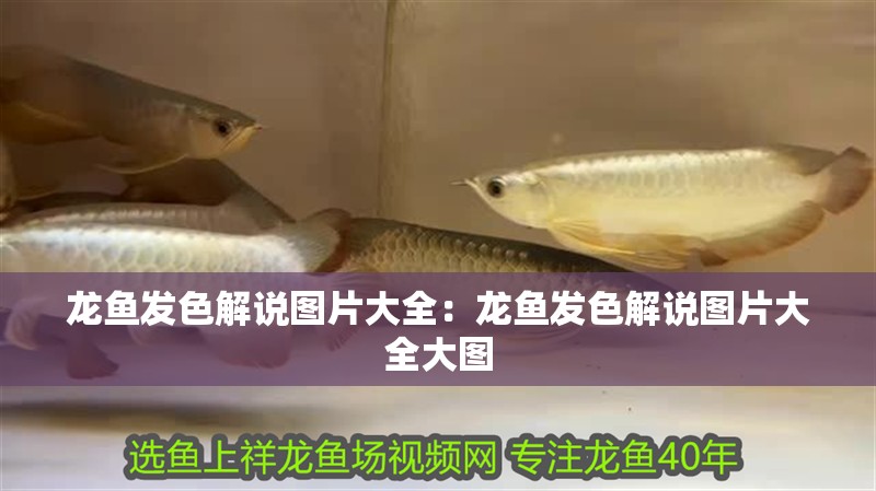 龍魚發色解說圖片大全：龍魚發色解說圖片大全大圖