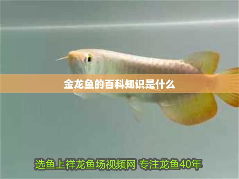 金龍魚的百科知識(shí)是什么