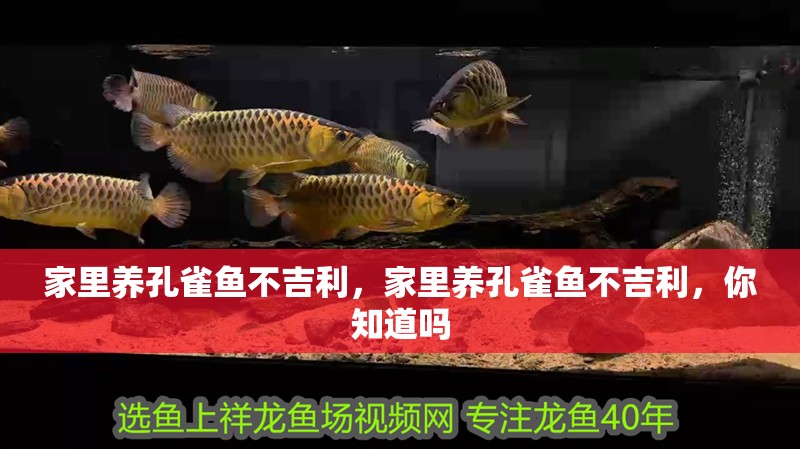 家里養孔雀魚不吉利，家里養孔雀魚不吉利，你知道嗎