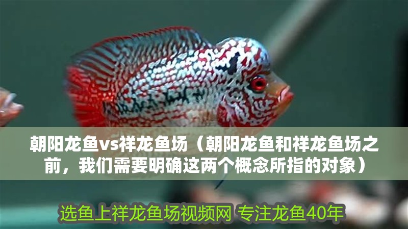 朝陽龍魚vs祥龍魚場（朝陽龍魚和祥龍魚場之前，我們需要明確這兩個概念所指的對象） 朝陽龍魚vs祥龍魚場（朝陽龍魚和祥龍魚場之前，我們需要明確這兩個概念所指的對象） 全國水族館企業(yè)名錄 第1張