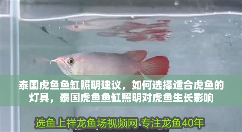 泰國虎魚魚缸照明建議，如何選擇適合虎魚的燈具，泰國虎魚魚缸照明對虎魚生長影響