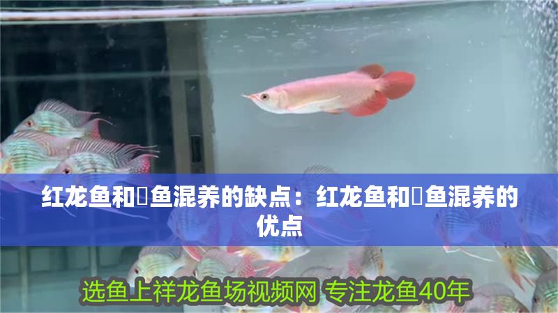 紅龍魚和魟魚混養的缺點：紅龍魚和魟魚混養的優點