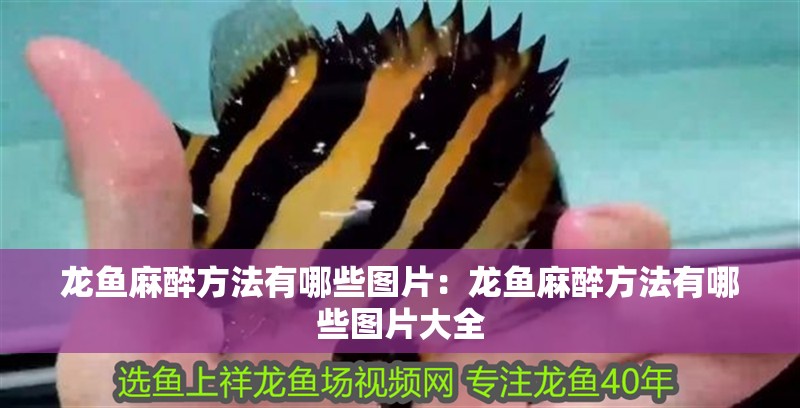 龍魚麻醉方法有哪些圖片：龍魚麻醉方法有哪些圖片大全