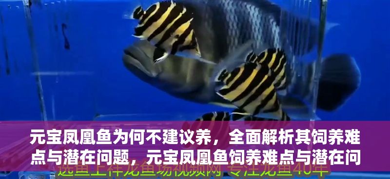 元寶鳳凰魚為何不建議養，全面解析其飼養難點與潛在問題，元寶鳳凰魚飼養難點與潛在問題全面解析