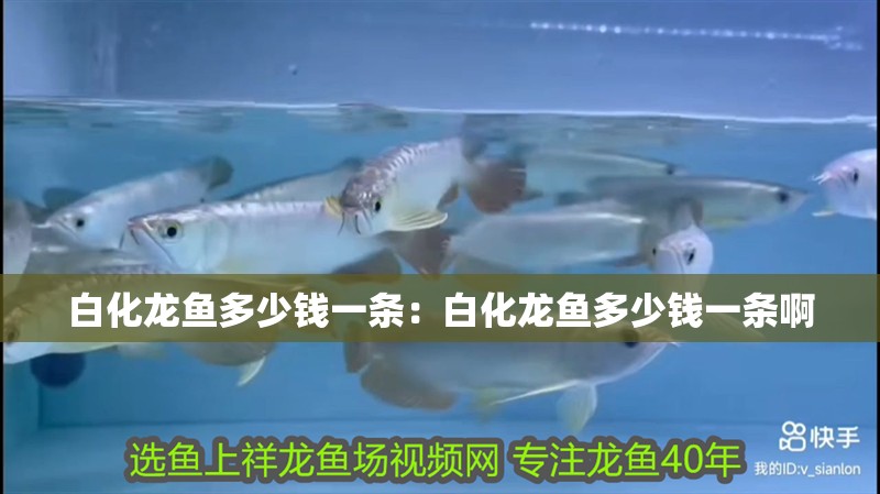 白化龍魚多少錢一條：白化龍魚多少錢一條啊