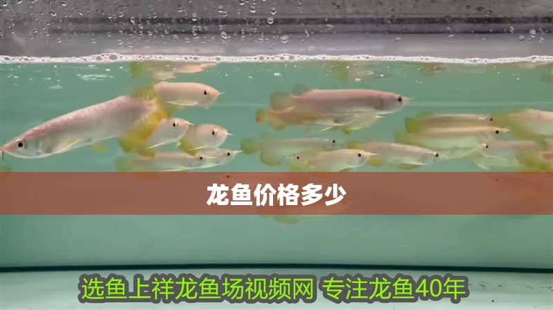 龍魚價格多少
