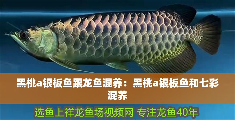 黑桃a銀板魚(yú)跟龍魚(yú)混養(yǎng)：黑桃a銀板魚(yú)和七彩混養(yǎng)