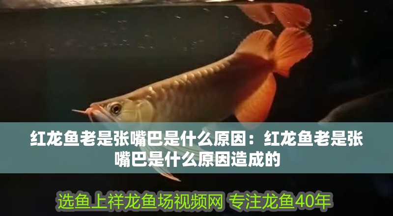 紅龍魚老是張嘴巴是什么原因：紅龍魚老是張嘴巴是什么原因造成的