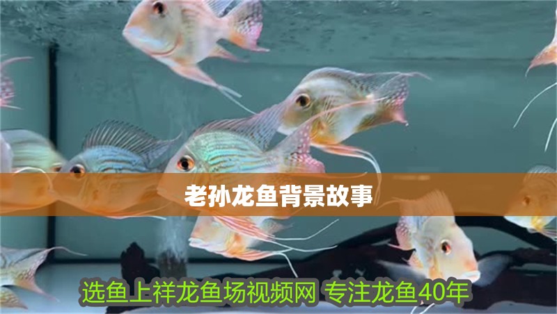 老孫龍魚背景故事