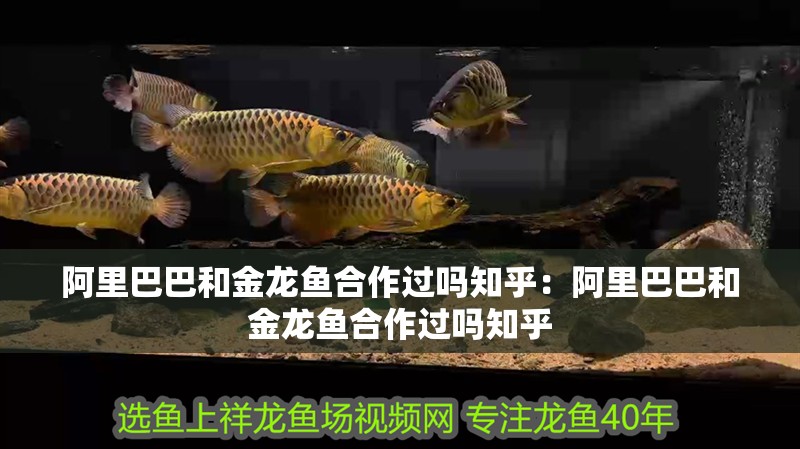 阿里巴巴和金龍魚合作過嗎知乎:阿里巴巴和金龍魚合作過嗎知乎 水族問答 阿里巴巴和金龍魚合作過嗎知乎:阿里巴巴和金龍魚合作過嗎知乎 阿里巴巴和金龍魚合作過嗎知乎:阿里巴巴和金龍魚合作過嗎知乎 水族問答