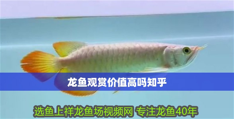 龍魚(yú)觀賞價(jià)值高嗎知乎