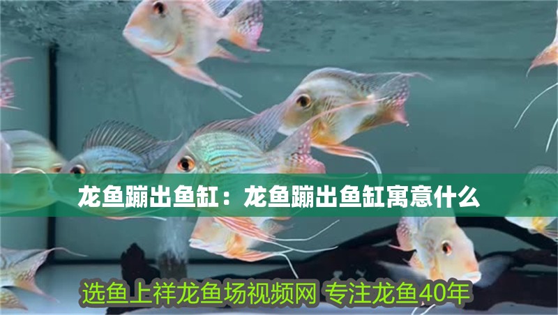 龍魚蹦出魚缸：龍魚蹦出魚缸寓意什么