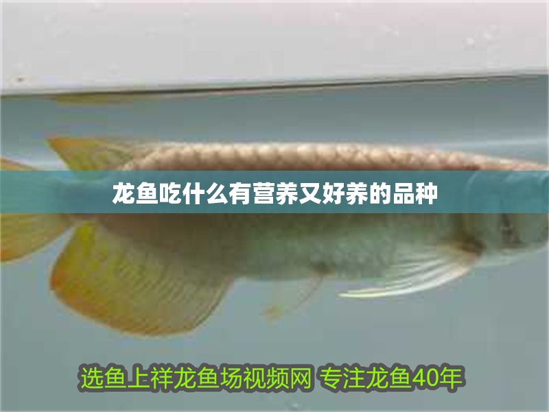 龍魚吃什么有營養又好養的品種