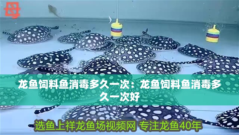 龍魚飼料魚消毒多久一次：龍魚飼料魚消毒多久一次好