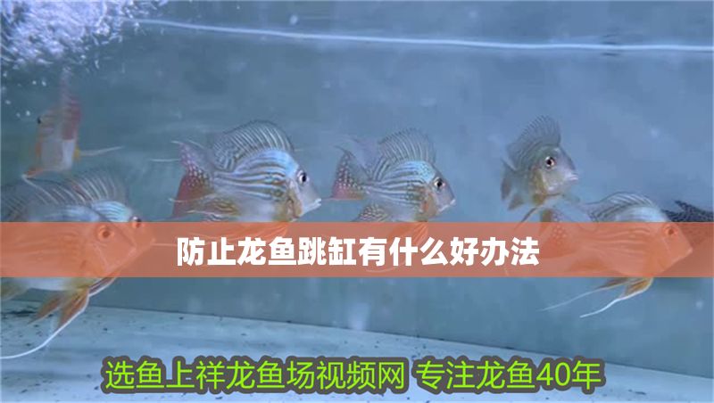 防止龍魚跳缸有什么好辦法