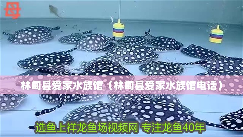 林甸縣愛家水族館(林甸縣愛家水族館電話) 全國水族館企業名錄 第1張 林甸縣愛家水族館(林甸縣愛家水族館電話) 林甸縣愛家水族館(林甸縣愛家水族館電話) 全國水族館企業名錄 第1張