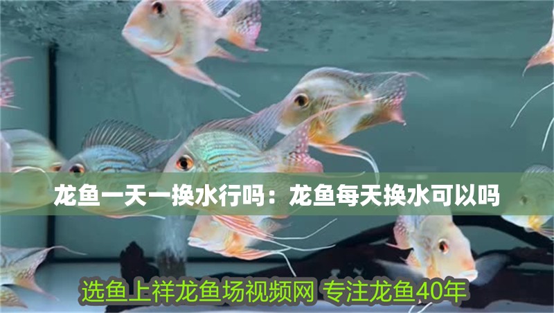 龍魚一天一換水行嗎：龍魚每天換水可以嗎