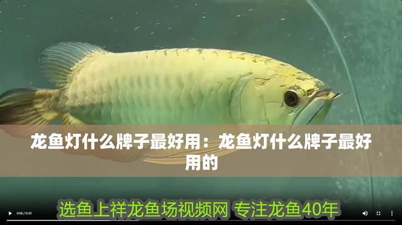 龍魚燈什么牌子最好用：龍魚燈什么牌子最好用的