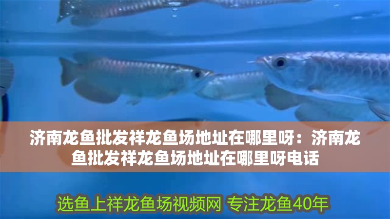 濟南龍魚批發祥龍魚場地址在哪里呀：濟南龍魚批發祥龍魚場地址在哪里呀電話