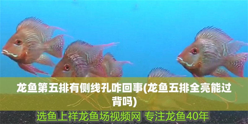 龍魚第五排有側線孔咋回事(龍魚五排全亮能過背嗎)