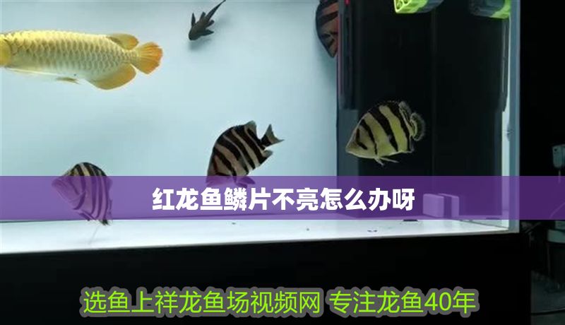 紅龍魚鱗片不亮怎么辦呀