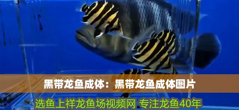 黑帶龍魚成體：黑帶龍魚成體圖片