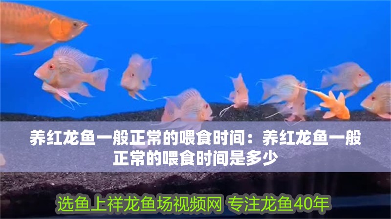 養(yǎng)紅龍魚一般正常的喂食時(shí)間：養(yǎng)紅龍魚一般正常的喂食時(shí)間是多少 養(yǎng)紅龍魚一般正常的喂食時(shí)間：養(yǎng)紅龍魚一般正常的喂食時(shí)間是多少 水族問答