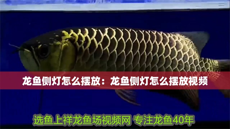 龍魚側(cè)燈怎么擺放：龍魚側(cè)燈怎么擺放視頻