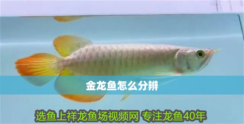 金龍魚怎么分辨 金龍魚怎么分辨 龍魚百科 第2張