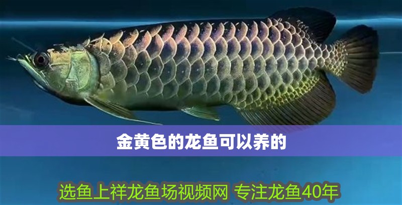 金黃色的龍魚可以養的