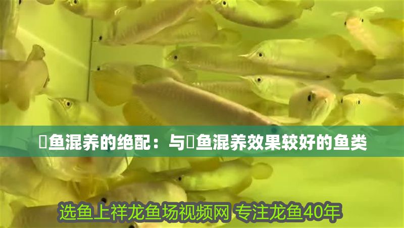 魟魚混養的絕配：與魟魚混養效果較好的魚類