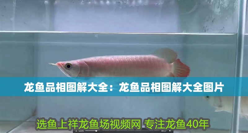 龍魚品相圖解大全：龍魚品相圖解大全圖片