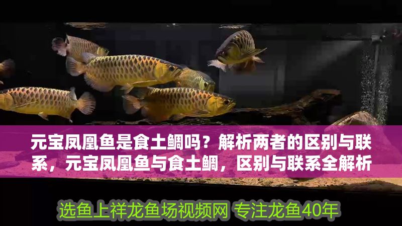 元寶鳳凰魚是食土鯛嗎？解析兩者的區(qū)別與聯(lián)系，元寶鳳凰魚與食土鯛，區(qū)別與聯(lián)系全解析