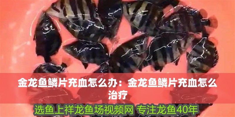 金龍魚鱗片充血怎么辦：金龍魚鱗片充血怎么治療 金龍魚鱗片充血怎么辦：金龍魚鱗片充血怎么治療 水族問答