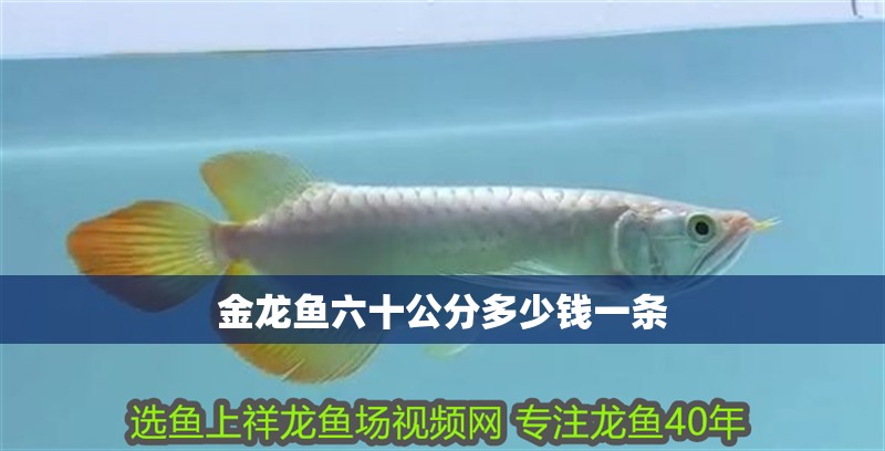 金龍魚六十公分多少錢一條